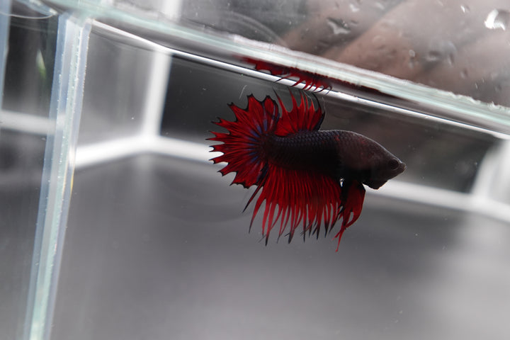 Rare CTPK Red Devil Betta Fish