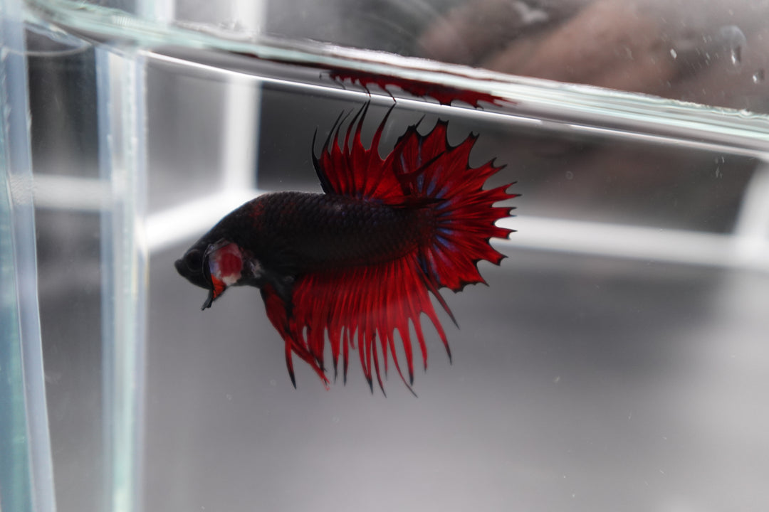 Rare CTPK Red Devil Betta Fish