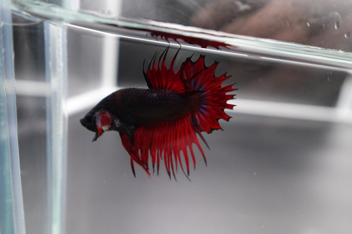 Rare CTPK Red Devil Betta Fish