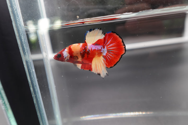 Rare Koi Multicolors Betta Fish