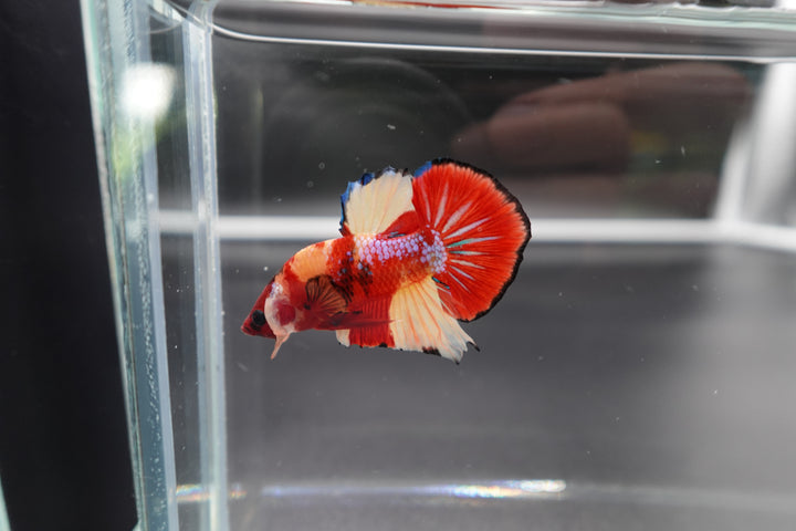 Rare Koi Multicolors Betta Fish