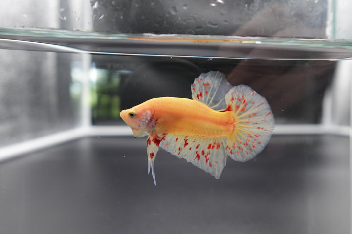 Rare Vanda Betta Fish