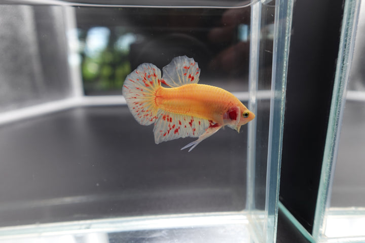 Rare Vanda Betta Fish