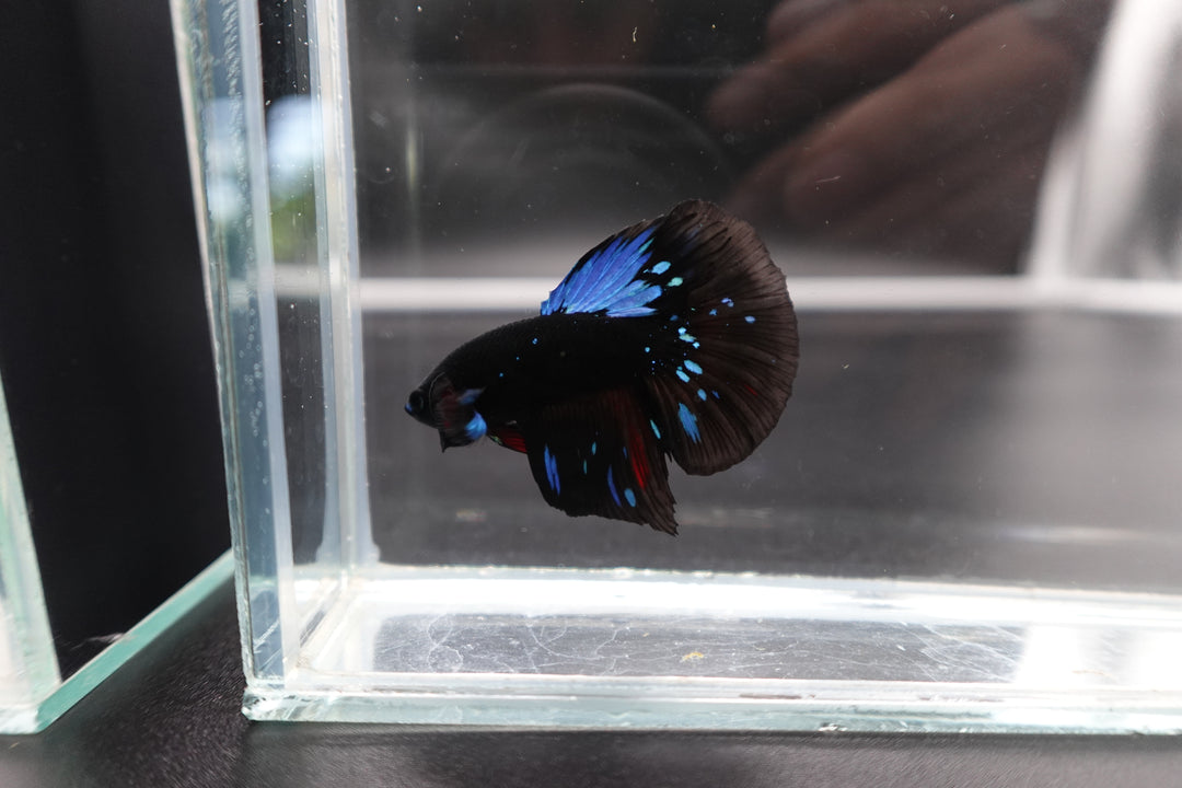 Rare Halfmoon Black Star Betta Fish
