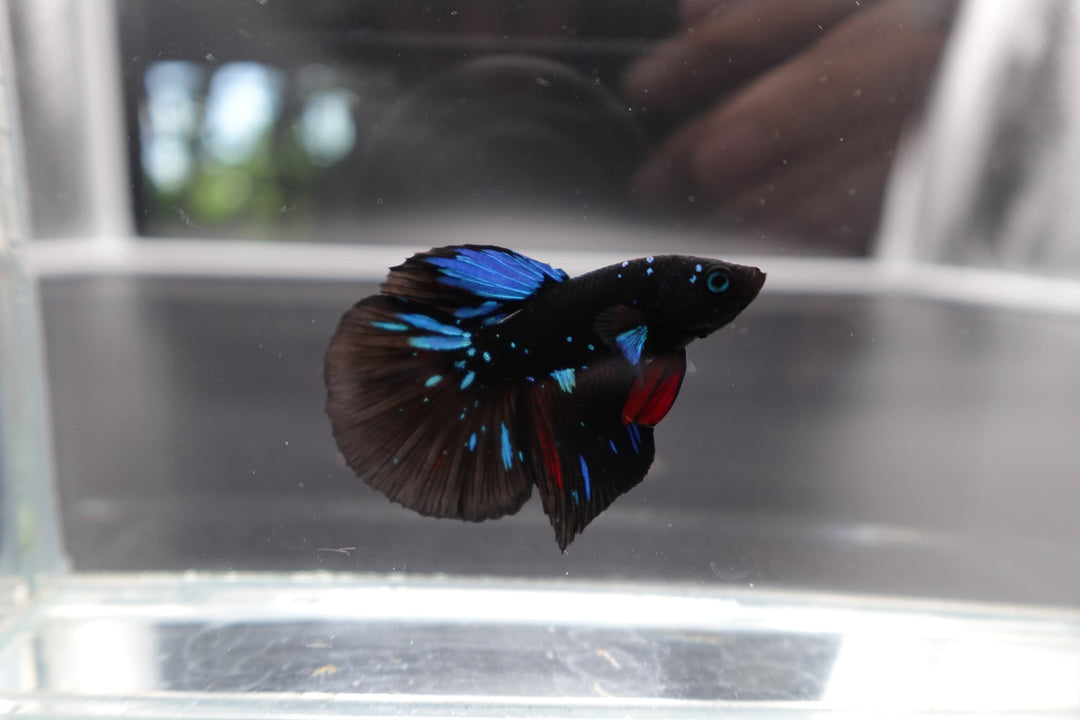 Rare Halfmoon Black Star Betta Fish