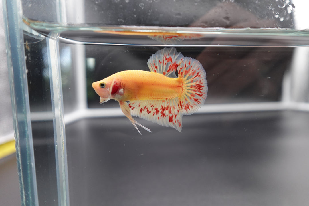 Rare Vanda Betta Fish
