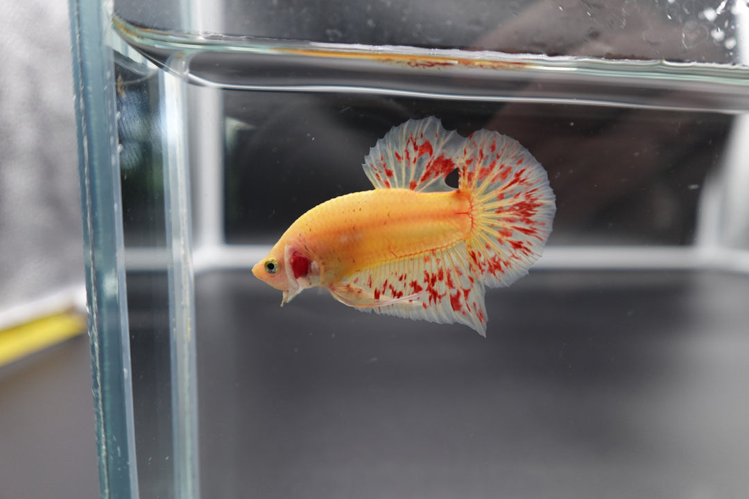Rare Vanda Betta Fish