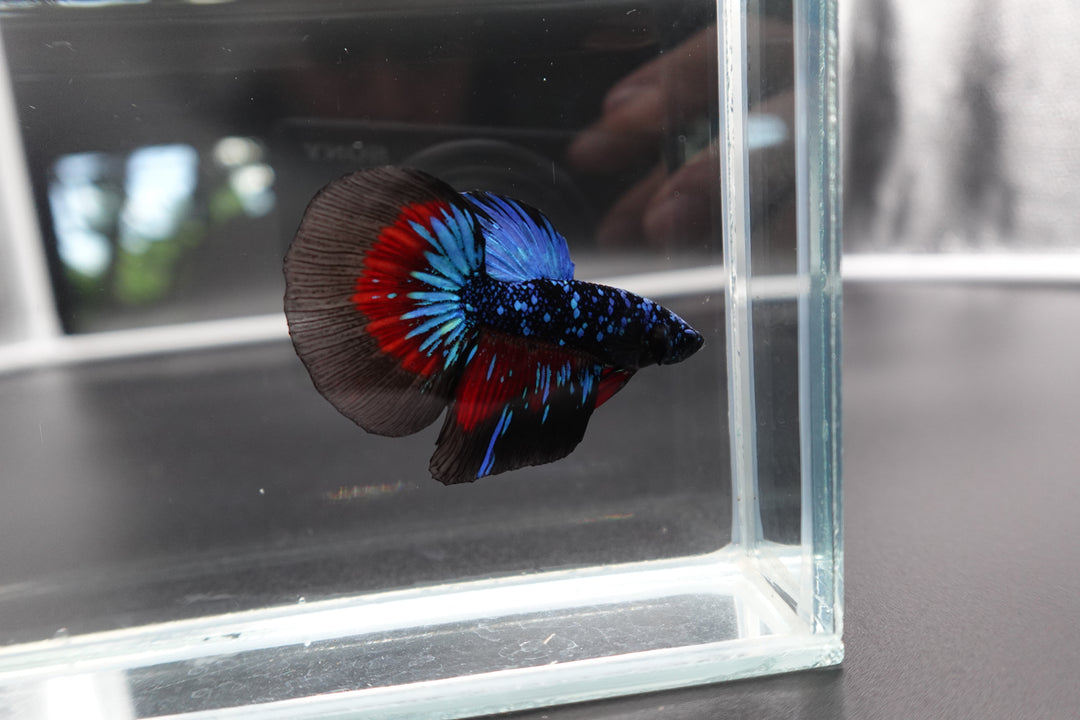 Rare Halfmoon Black Star Betta Fish