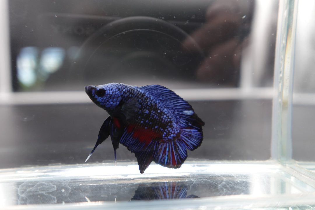 Rare Double Tail Blue Samurai Betta Fish
