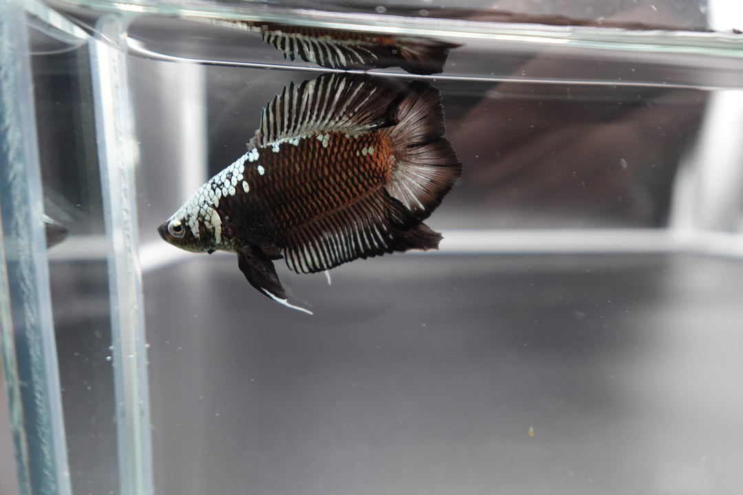 Rare Double Tail Copper Samurai Betta Fish