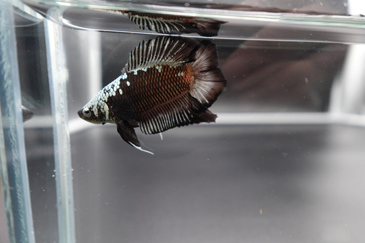 Rare Double Tail Copper Samurai Betta Fish