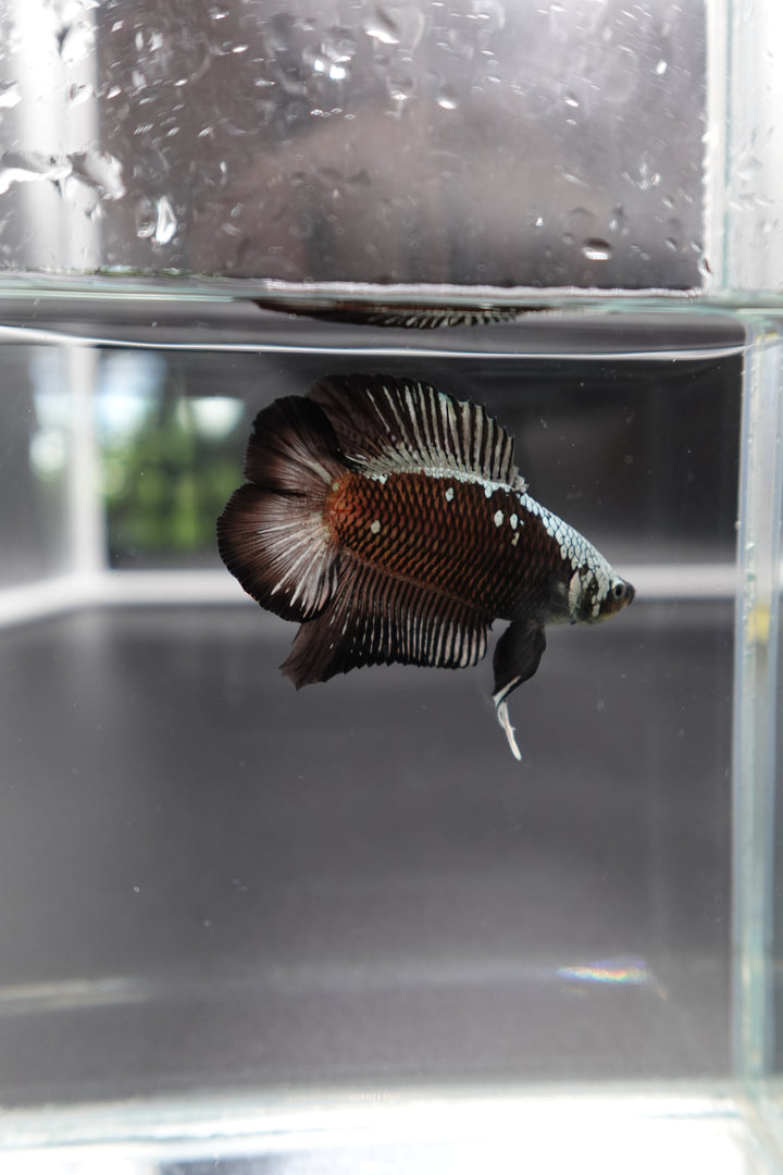 Rare Double Tail Copper Samurai Betta Fish