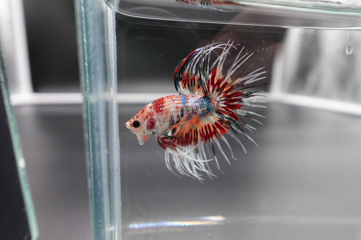 Rare Candy Crowntail Betta Fish