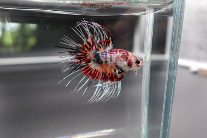Rare Candy Crowntail Betta Fish