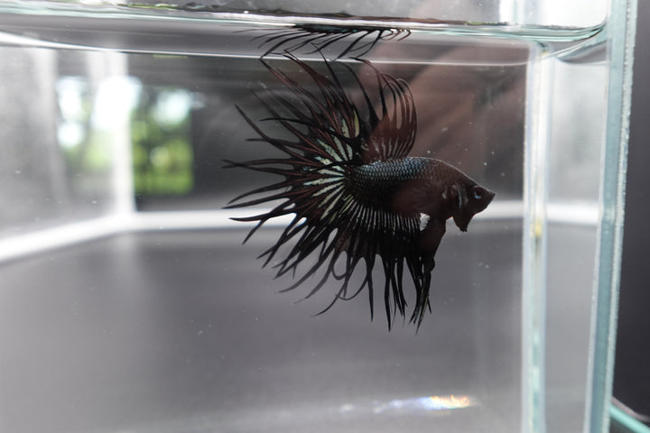 Rare King Crowntail Betta Fish