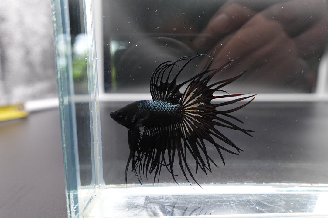 Rare King Crowntail Betta Fish