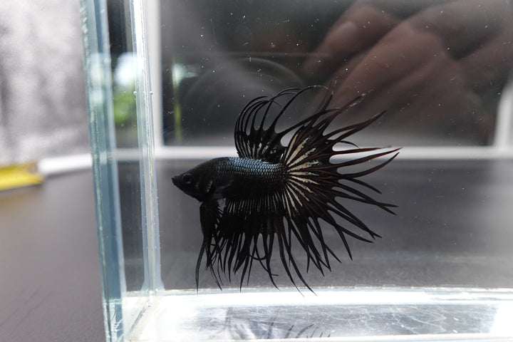 Rare King Crowntail Betta Fish
