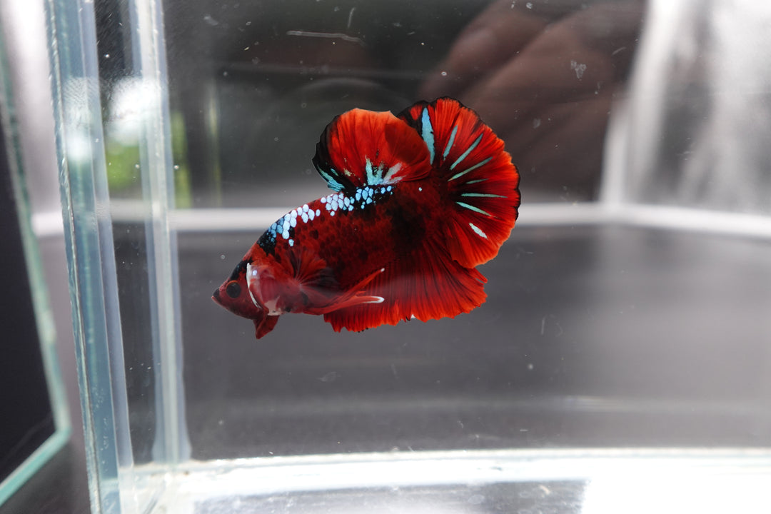 Rare Koi Multicolors Betta Fish