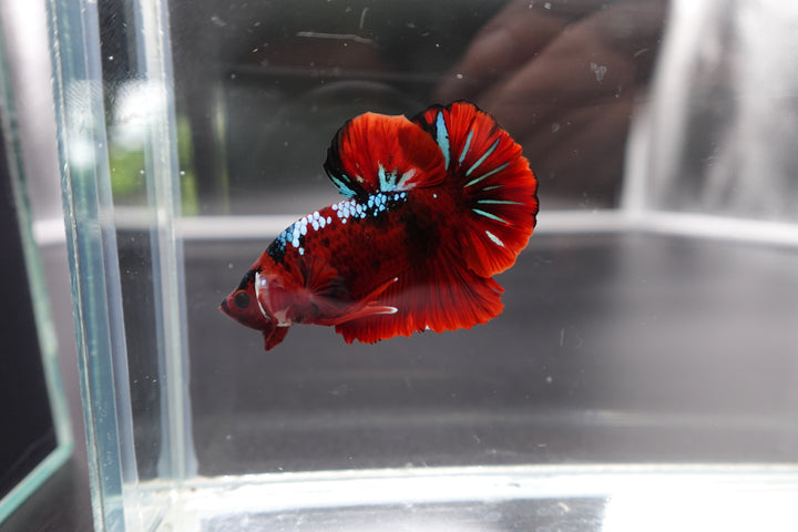 Rare Koi Multicolors Betta Fish