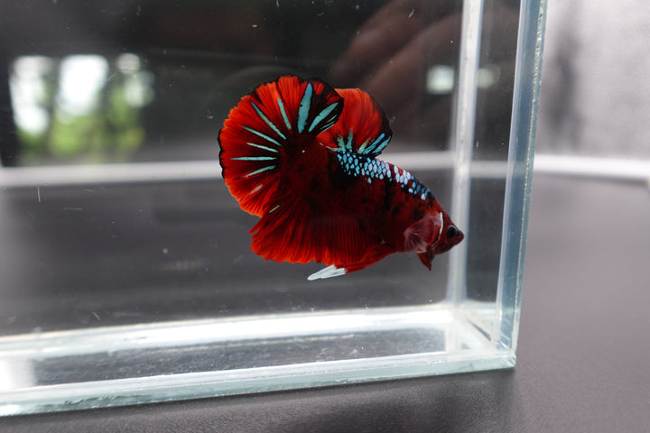 Rare Koi Multicolors Betta Fish