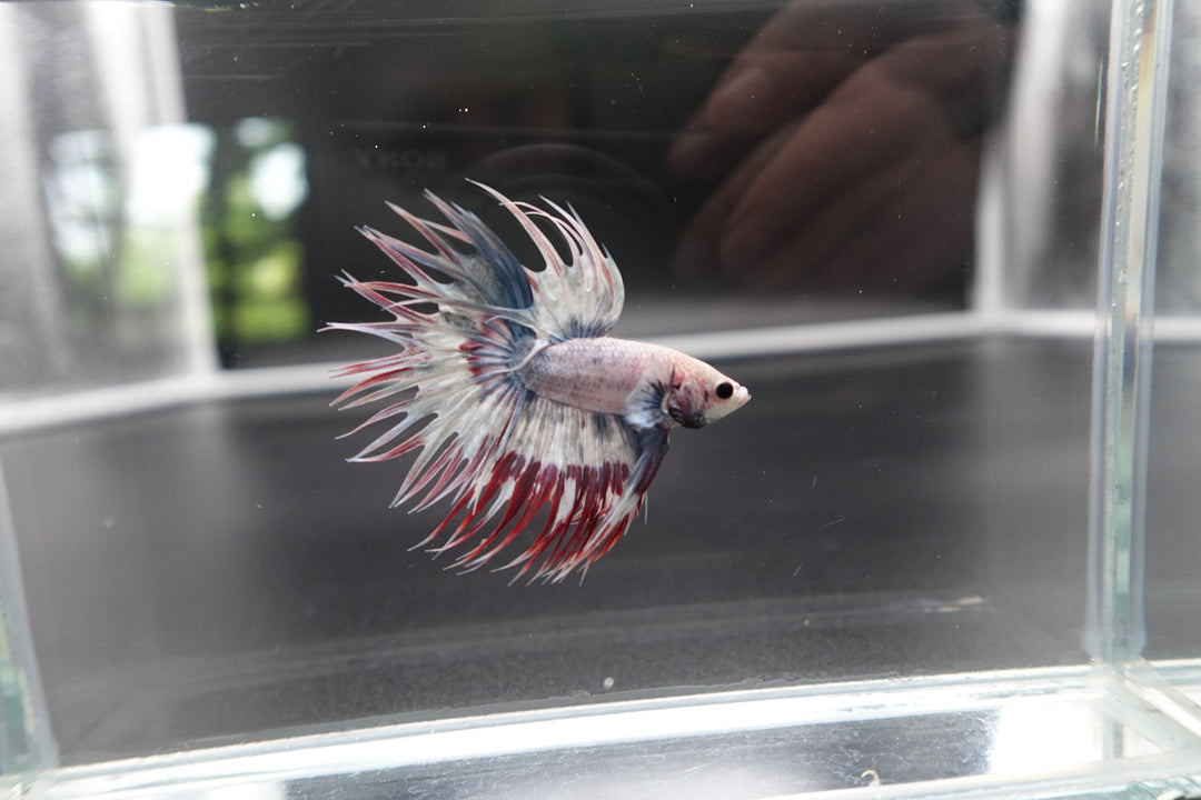 Rare Candy Crowntail Betta Fish