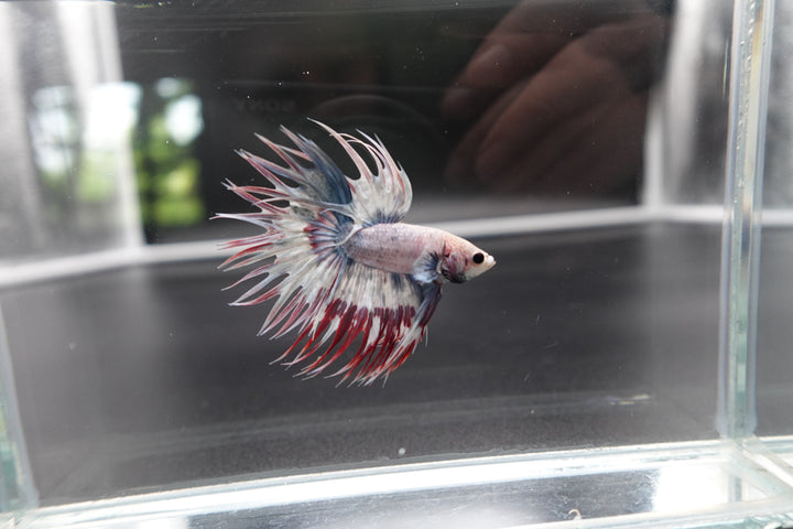 Rare Candy Crowntail Betta Fish