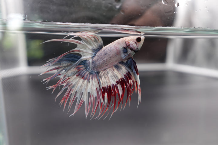 Rare Candy Crowntail Betta Fish