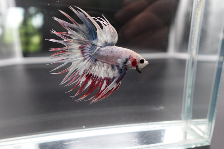 Rare Candy Crowntail Betta Fish