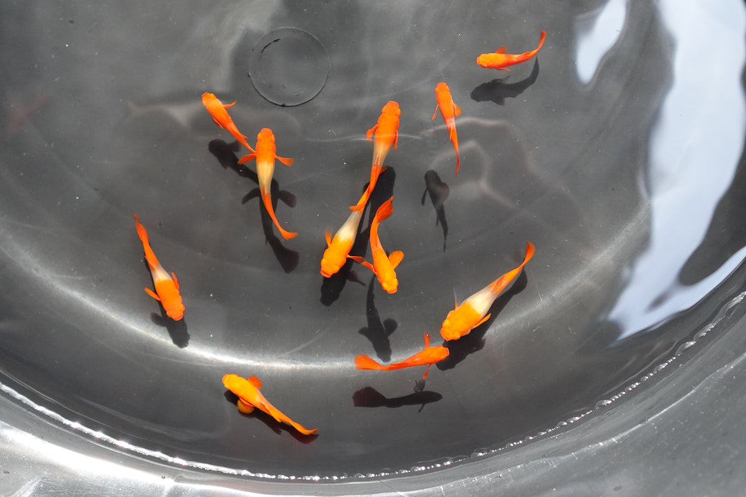 Albino Tuxedo Red Koi Red Ear Guppy Fish
