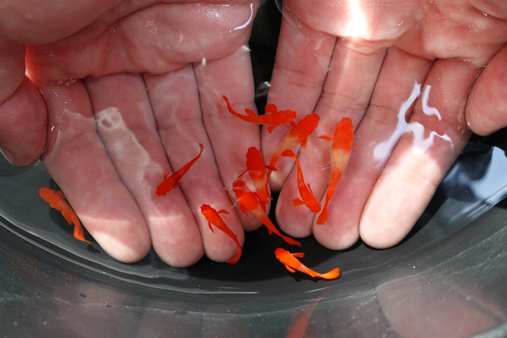 Albino Tuxedo Red Koi Red Ear Guppy Fish