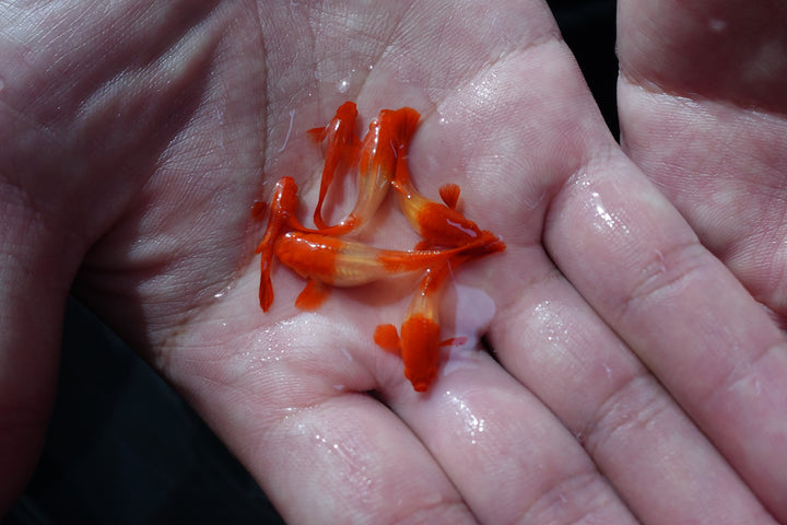 Albino Tuxedo Red Koi Red Ear Guppy Fish
