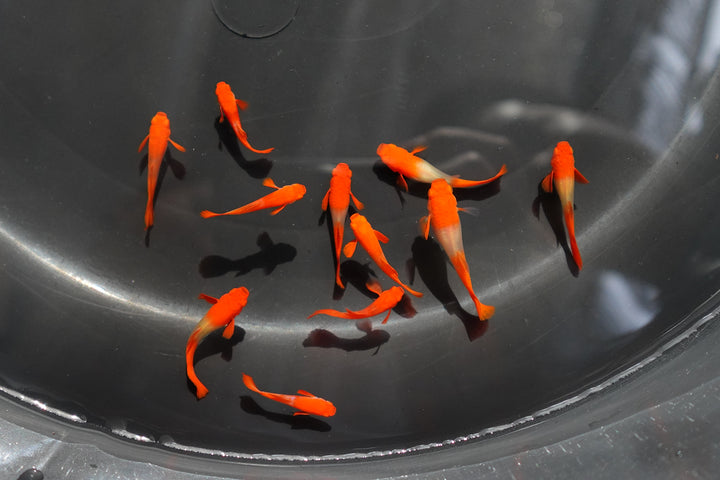 Albino Tuxedo Red Koi Red Ear Guppy Fish