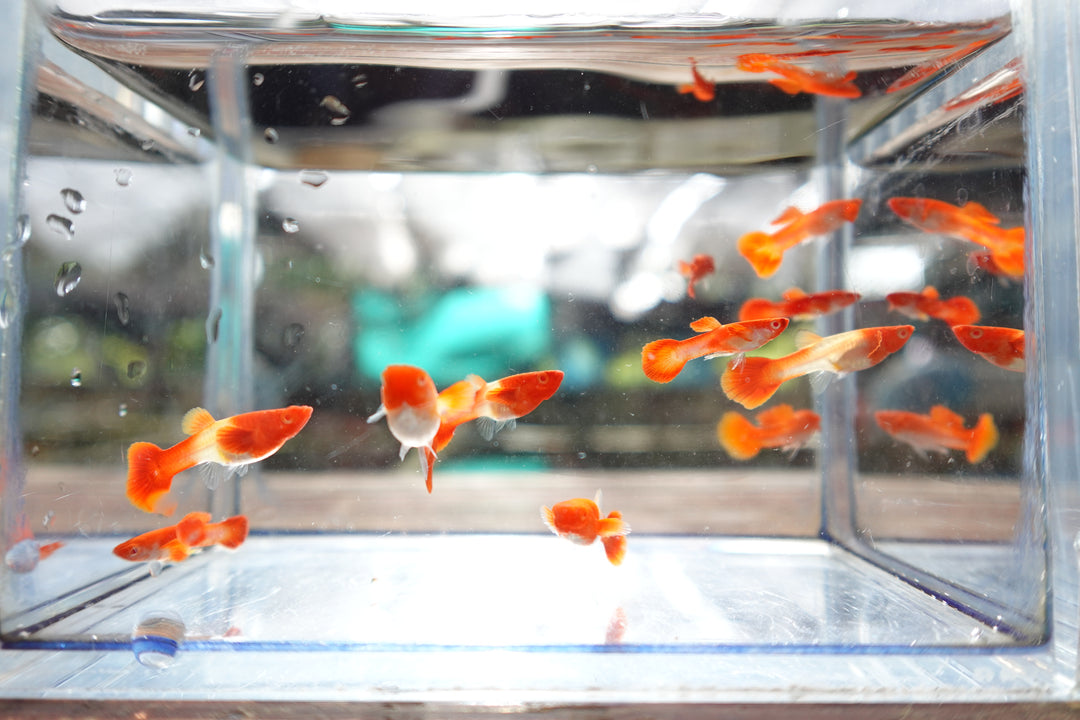 Albino Tuxedo Red Koi Red Ear Guppy Fish