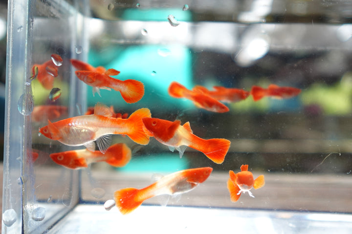 Albino Tuxedo Red Koi Red Ear Guppy Fish