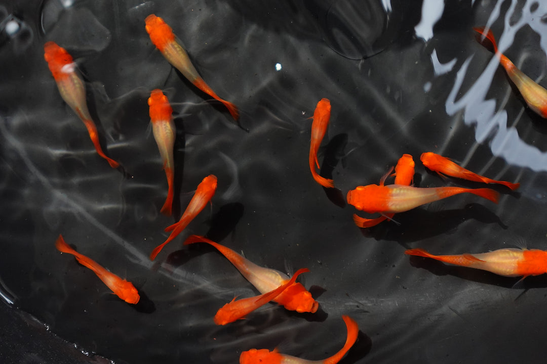 Albino Tuxedo Red Koi Guppy Fish