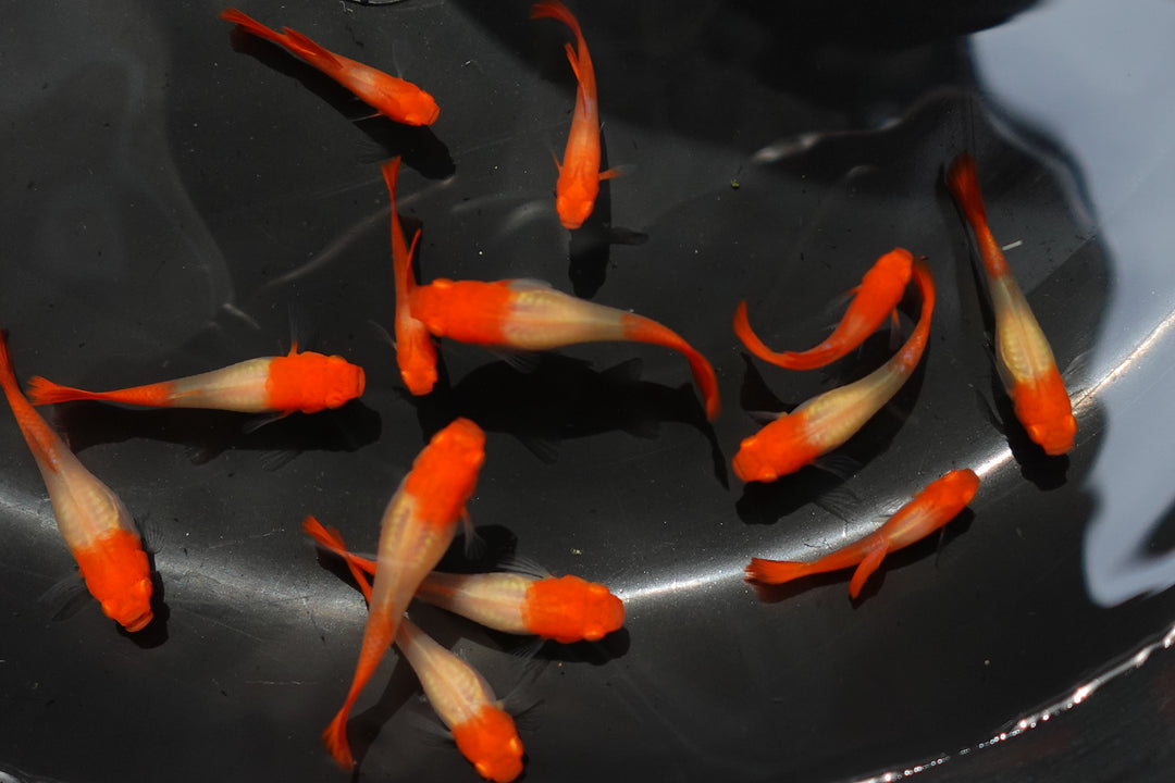Albino Tuxedo Red Koi Guppy Fish
