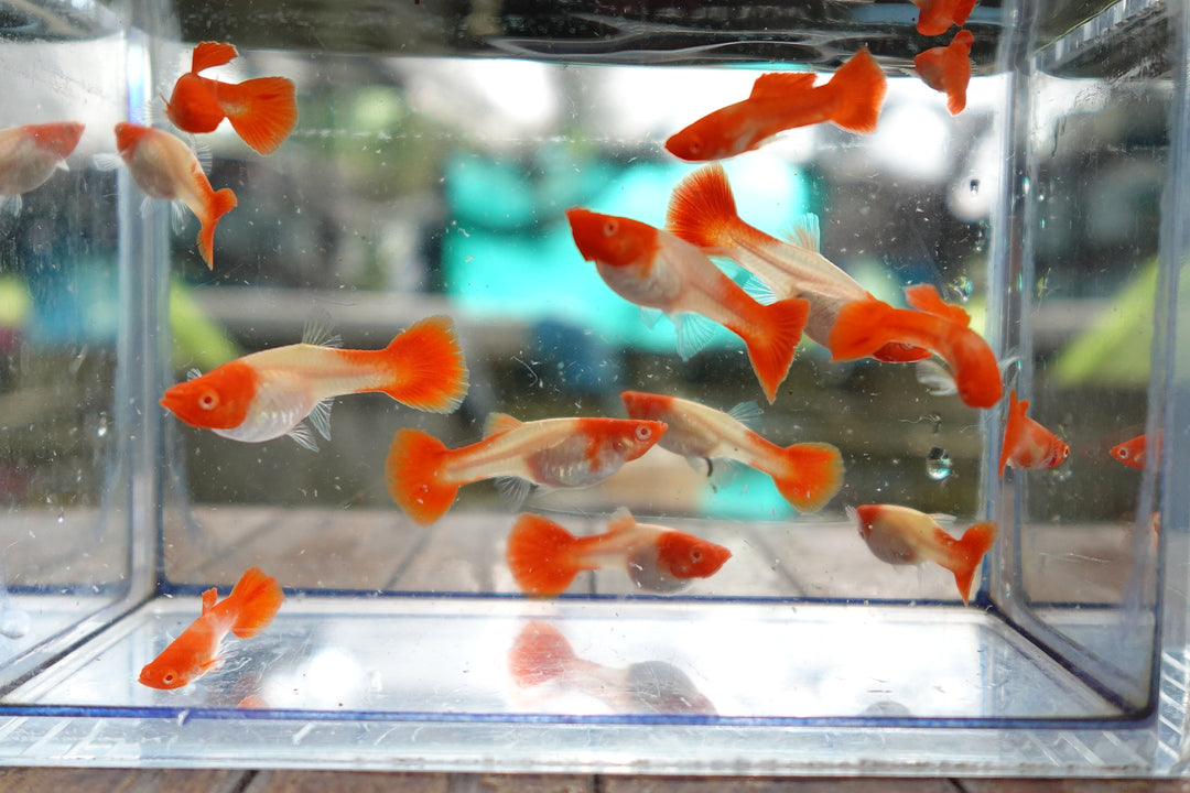 Albino Tuxedo Red Koi Guppy Fish