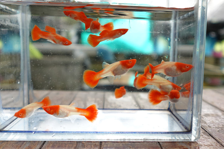 Albino Tuxedo Red Koi Guppy Fish