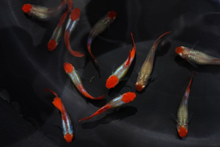 Platinum Koi Guppy Fish