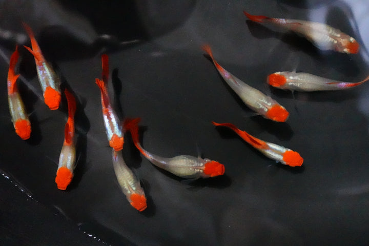 Platinum Koi Guppy Fish
