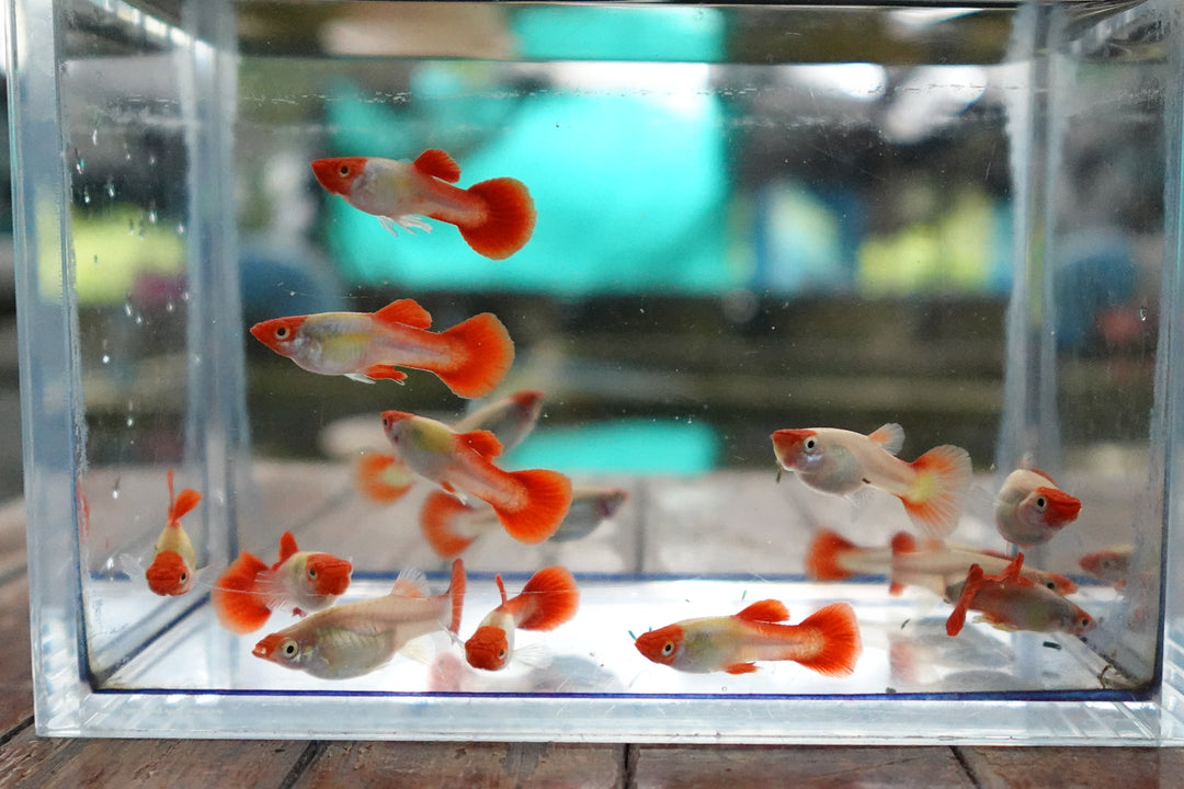 Platinum Koi Guppy Fish