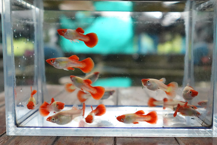 Platinum Koi Guppy Fish