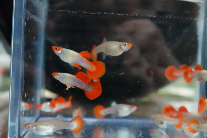 Platinum Koi Guppy Fish