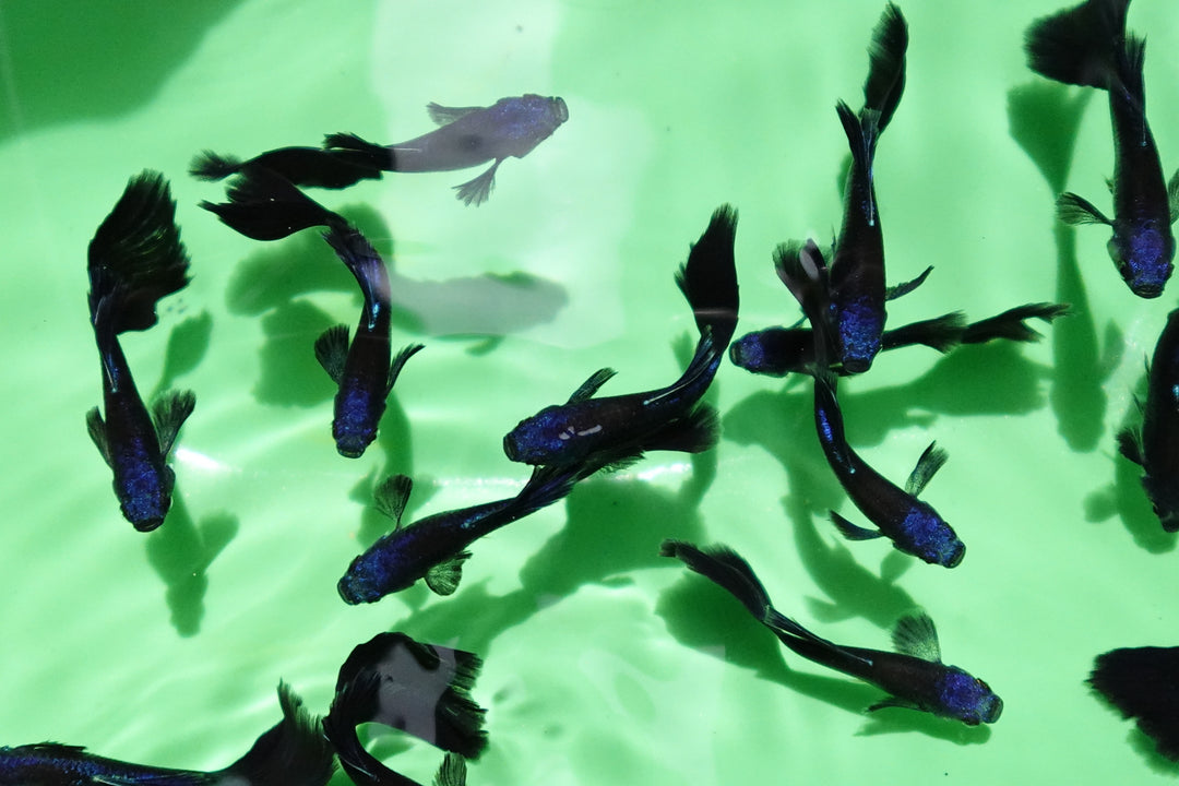 Blue Moscow Guppy Fish