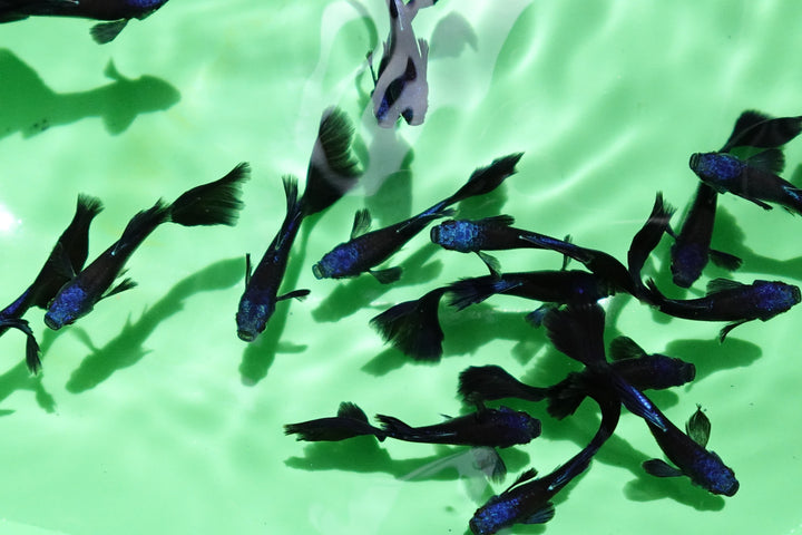Blue Moscow Guppy Fish