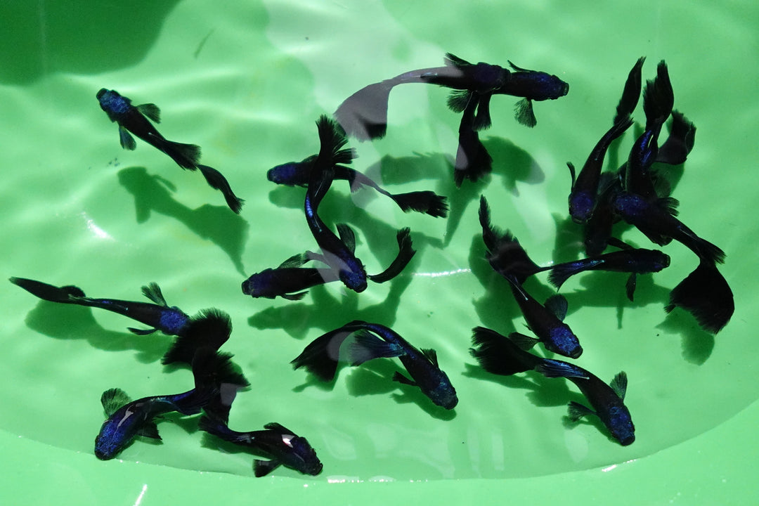 Blue Moscow Guppy Fish