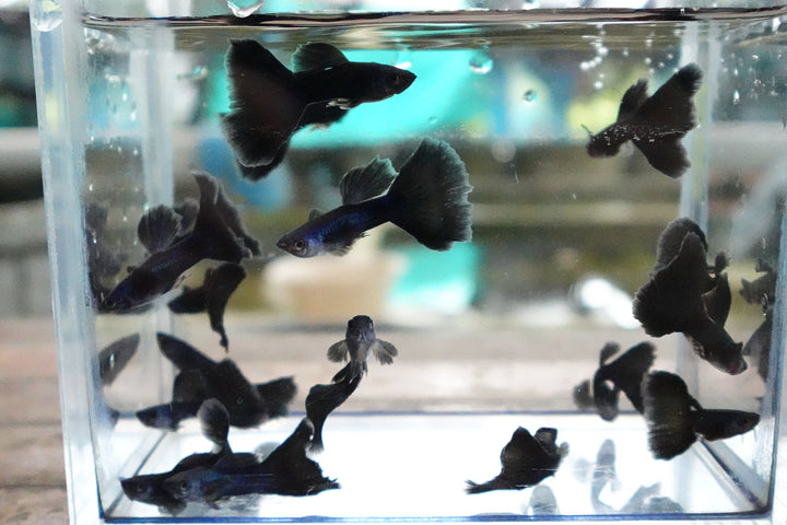 Blue Moscow Guppy Fish
