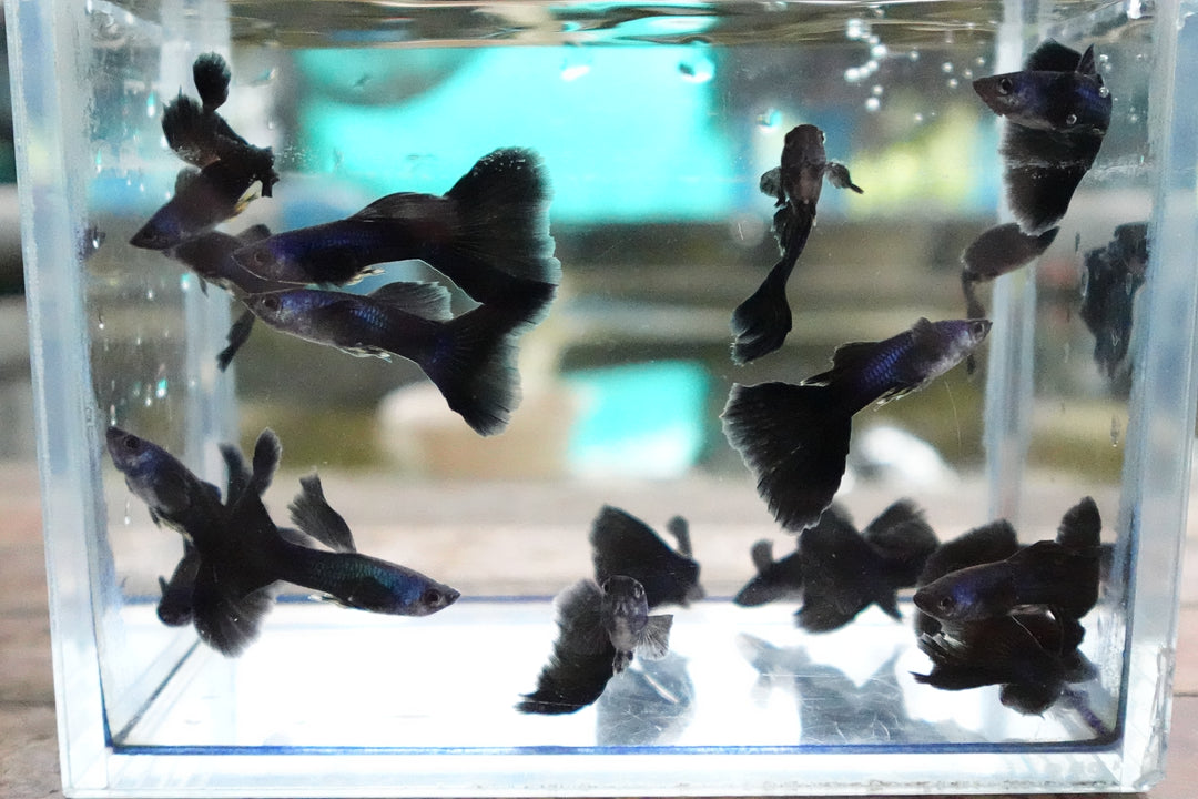 Blue Moscow Guppy Fish