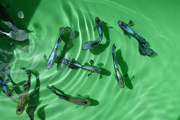 Purple Mosaic Guppy Fish