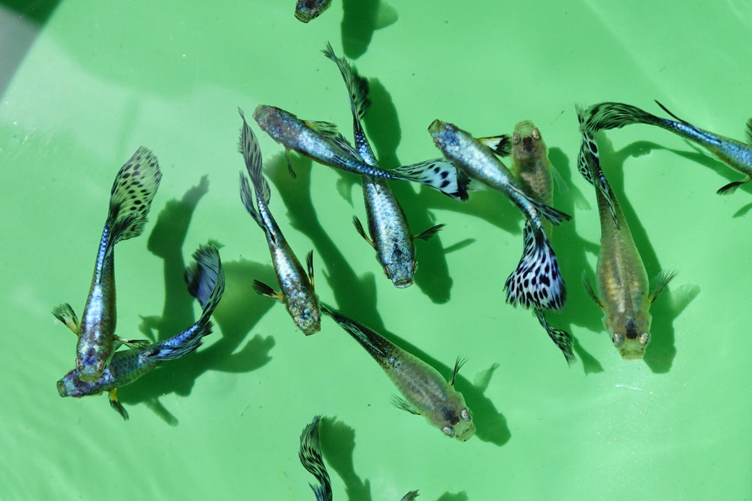 Purple Mosaic Guppy Fish